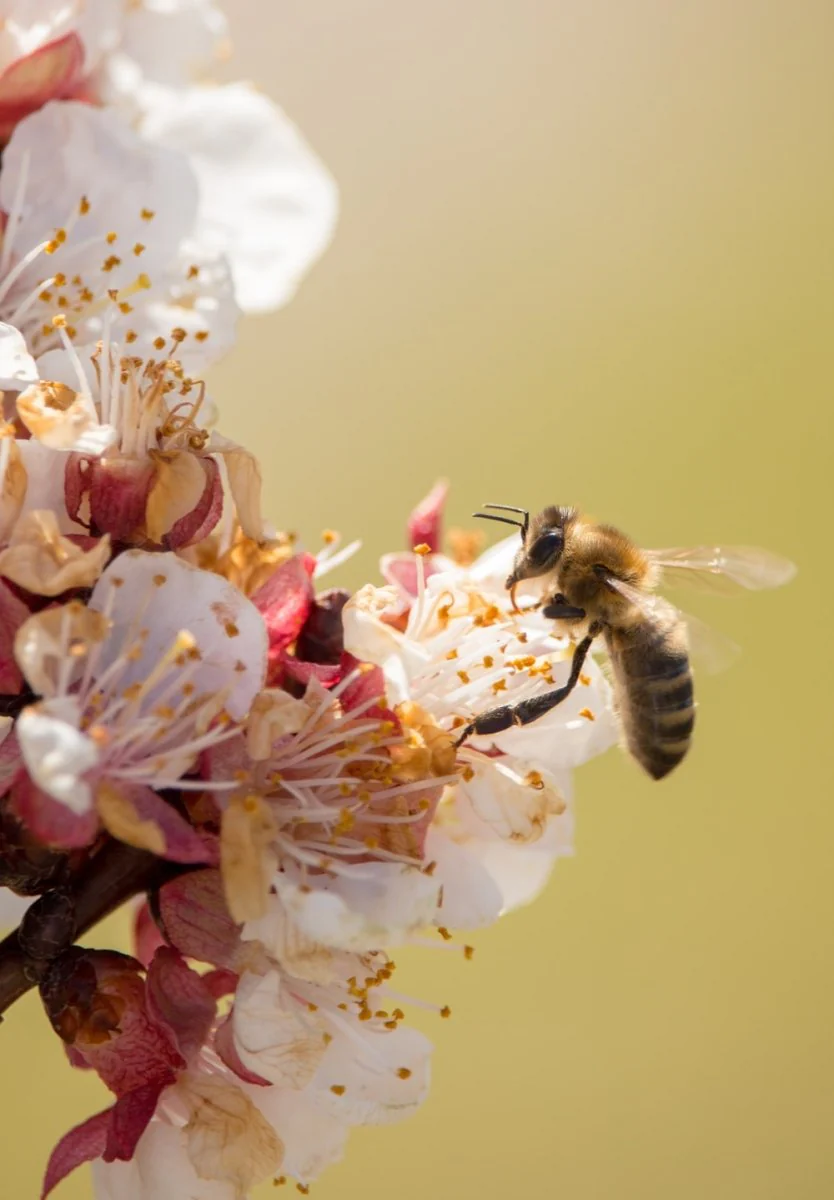 Paint By Numbers | Bee - Wasp On Cherry Blossom Flowers