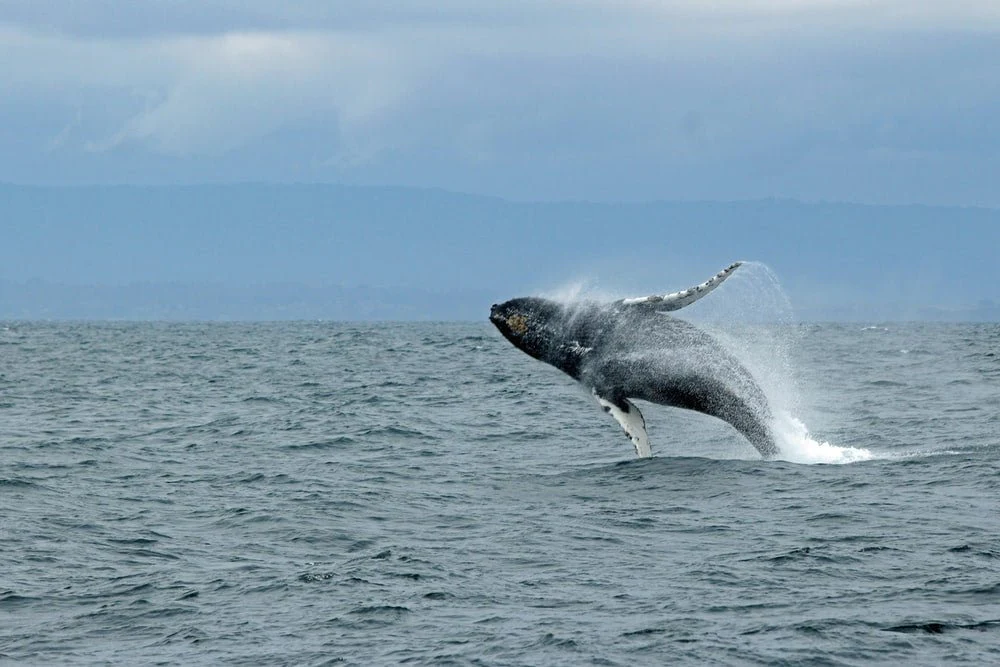 Paint By Numbers | Blue Whale - Whale Jumping Above Water