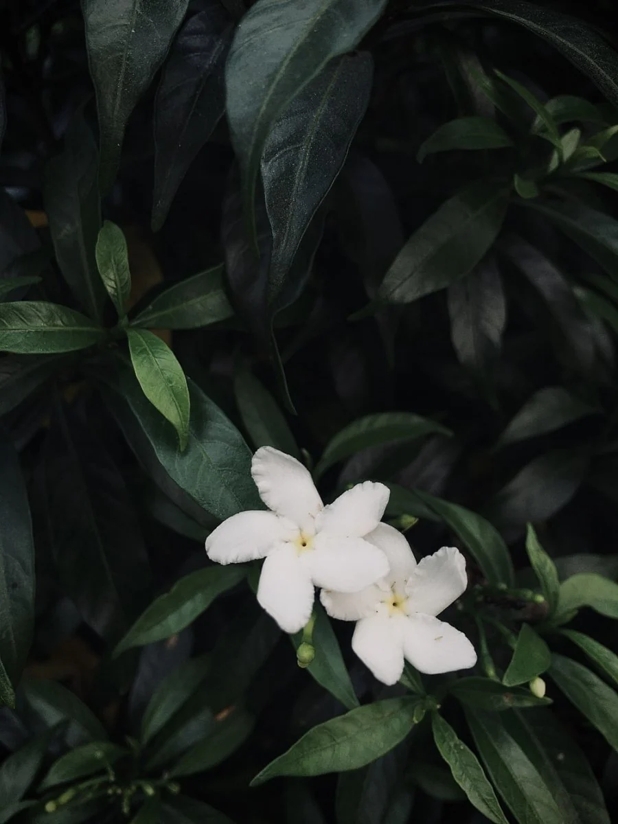 Paint By Numbers | Lucknow - White 5 Petaled Flower In Bloom