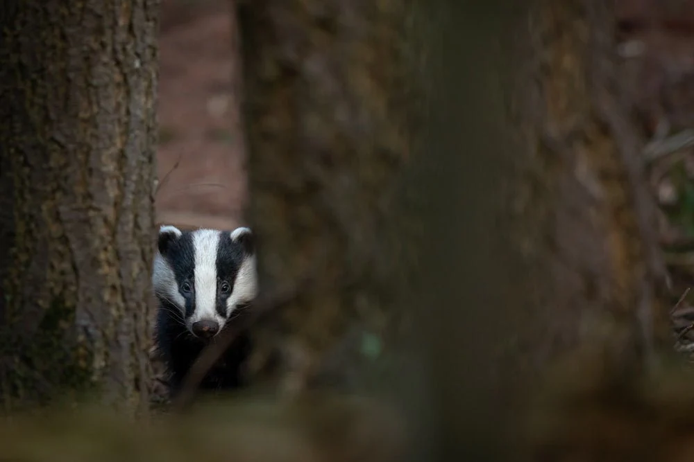 Paint By Numbers | Badger - White And Black Badger Close-Up Photography