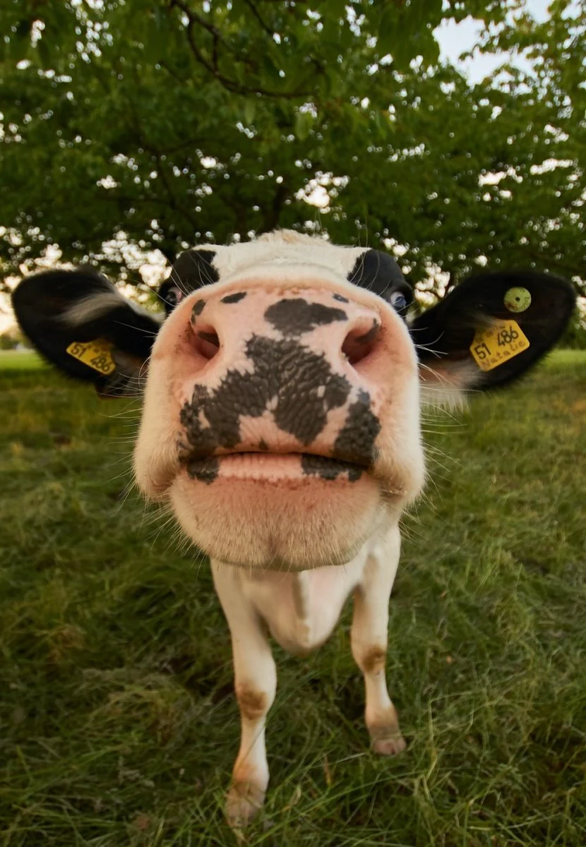 Paint By Numbers | Cow - White And Black Cow