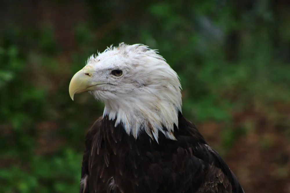 Paint By Numbers | Bald Eagle - White And Black Eagle In Tilt Shift Lens