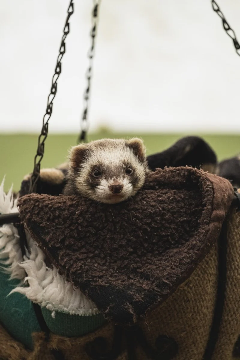 Paint By Numbers | Ferret - White And Black Ferret In The Bag