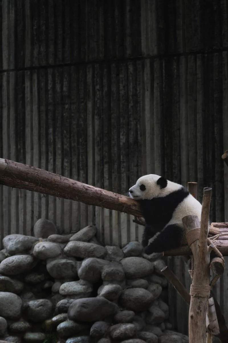 Paint By Numbers | Panda - White And Black Panda On Wood