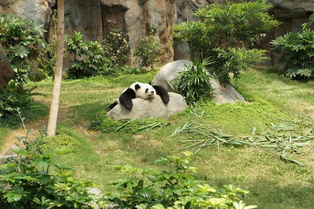 Paint By Numbers | Panda - White And Black Panda Relaxing On Rock