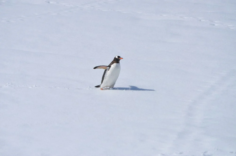 Paint By Numbers | Penguin - White And Black Penguin