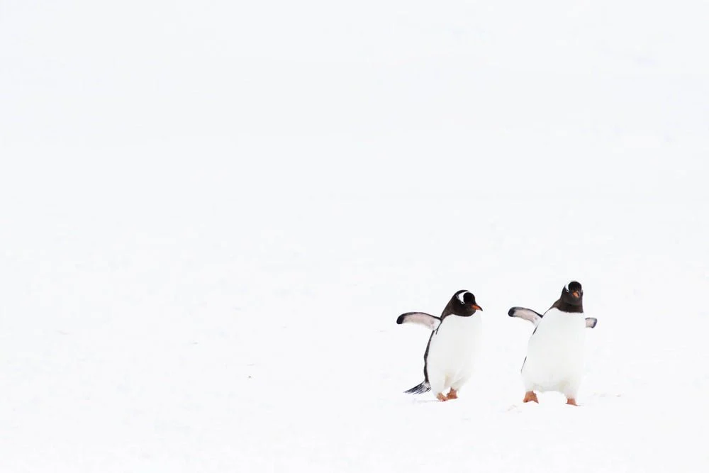 Paint By Numbers | Penguin - White And Black Penguins On Snow Covered Ground During Daytime