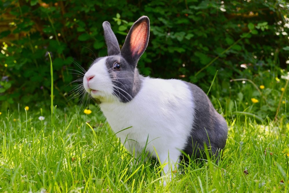 Paint By Numbers | Rabbit - White And Black Rabbit On Green Grass