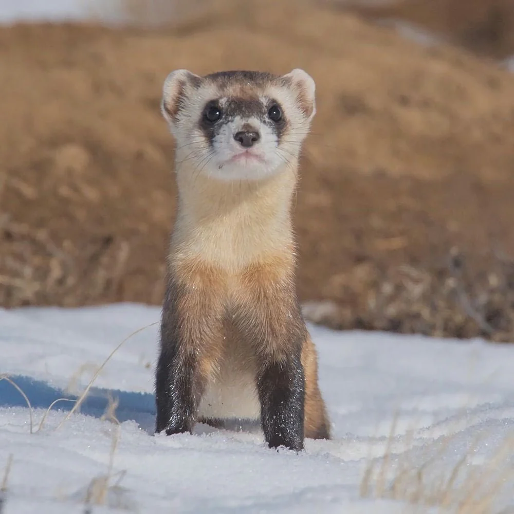 Paint By Numbers | Ferret - White And Brown Animal On Snow Covered Ground
