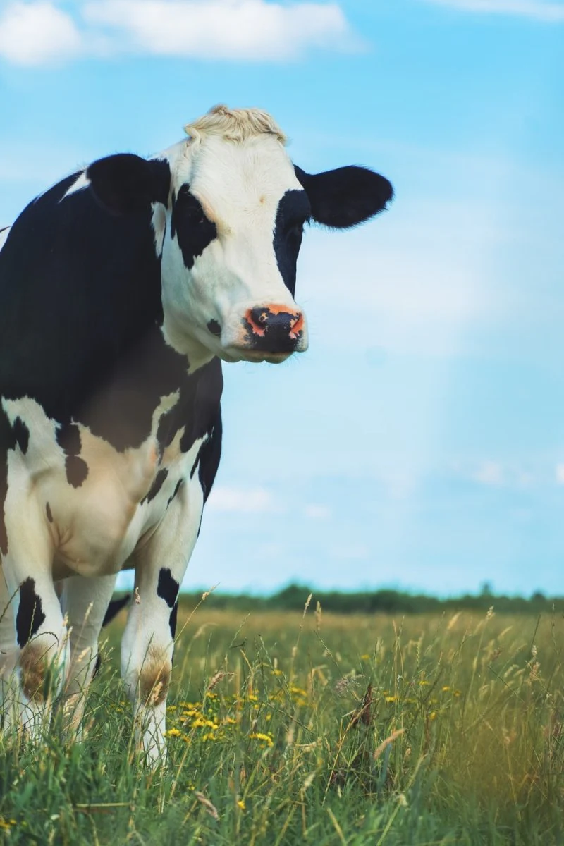 Paint By Numbers | Cow - White And Brown Cow