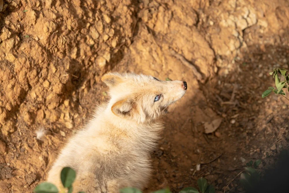 Paint By Numbers | Kunming - White And Brown Fox On Brown Ground