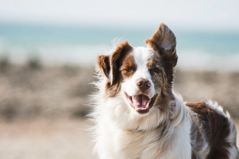 Paint By Numbers | Dog - White And Brown Long Coat Large Dog
