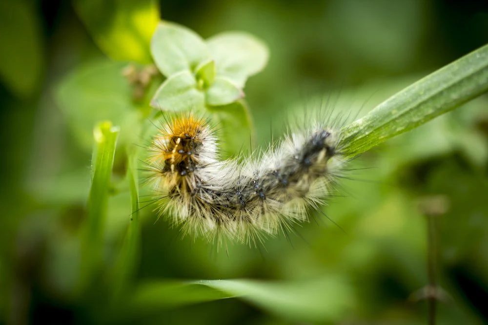 Paint By Numbers | Caterpillar - White And Gray Caterpillaw