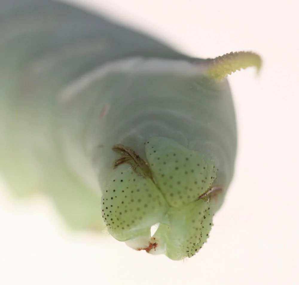 Paint By Numbers | Aphid - White And Green Butterfly On White Flower