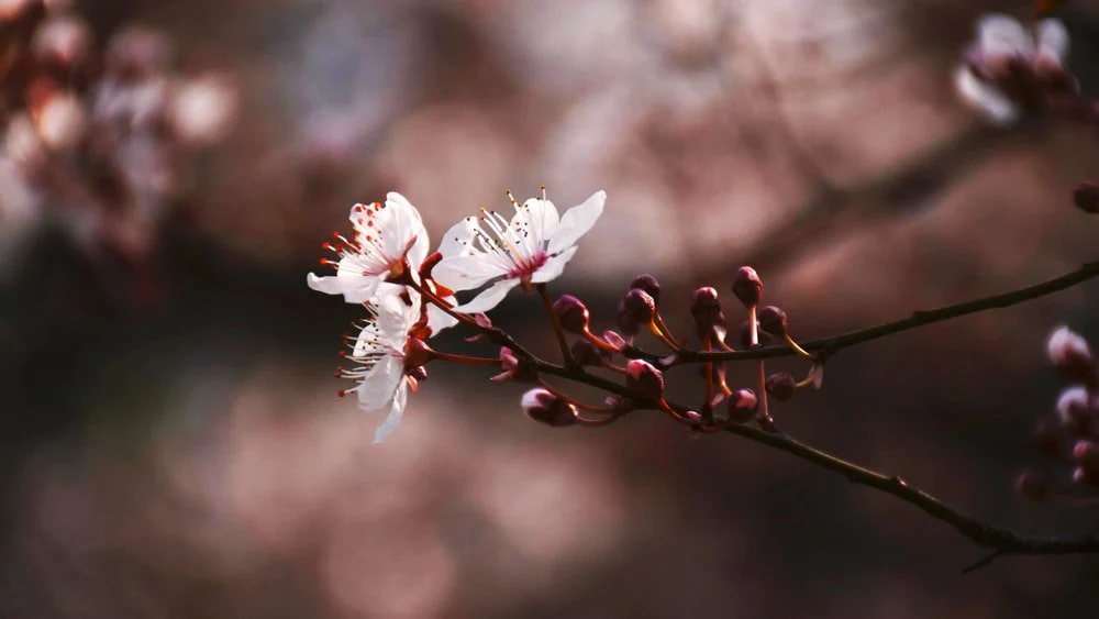Paint By Numbers | Jiaxing - White And Red Cherry Blossom In Close Up Photography