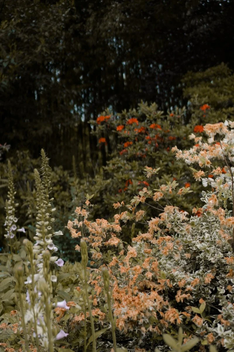 Paint By Numbers | Claude Monet - White And Red Flowers In Forest During Daytime