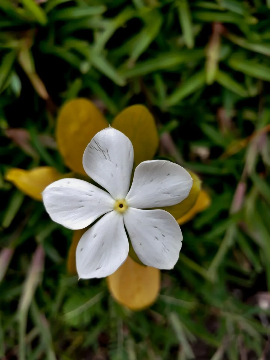 Paint By Numbers | Kinshasa - White And Yellow Flower In Tilt Shift Lens