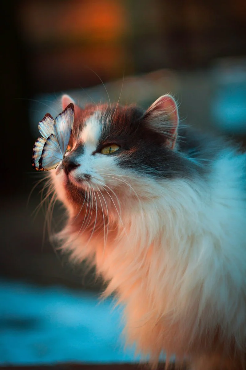 Paint By Numbers | Cat - White Butterfly Resting On Cat'S Nose