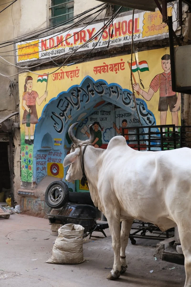 Paint By Numbers | Ox - White Cow On Black Truck