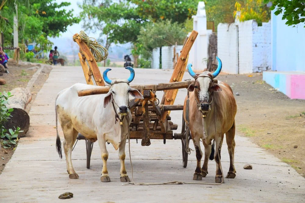 Paint By Numbers | Ox - White Cow On Road During Daytime