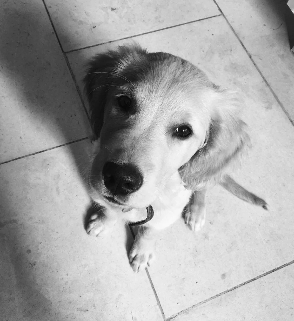 Paint By Numbers | Badger - White Dog Sitting On Floor