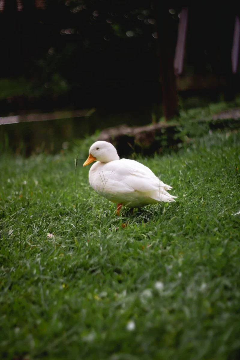 Paint By Numbers | Duck - White Duck On Green Grasses