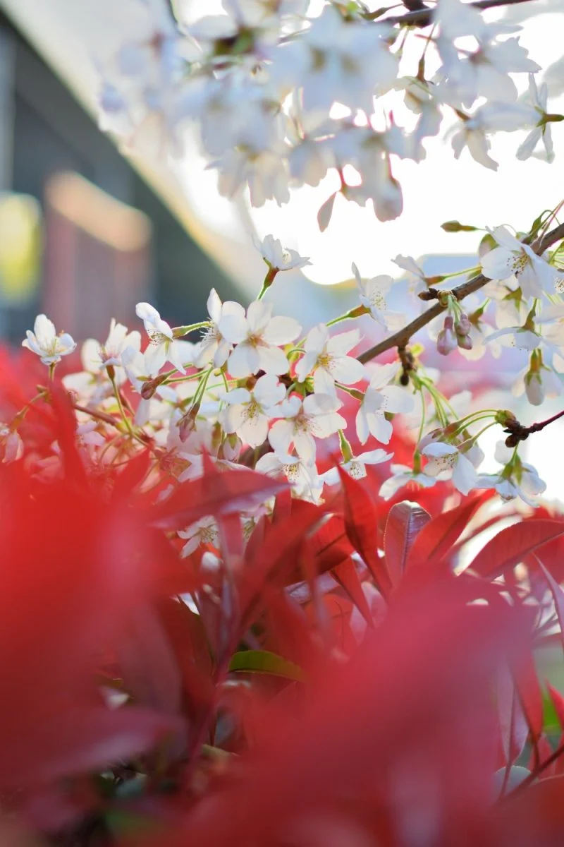 Paint By Numbers | Ōsaka - White Flowers In Bloom