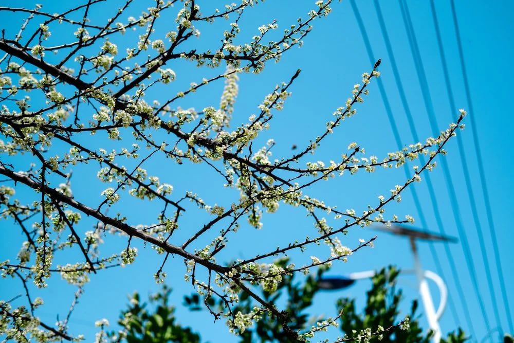 Paint By Numbers | Huanggang - White Flowers In Tilt Shift Lens