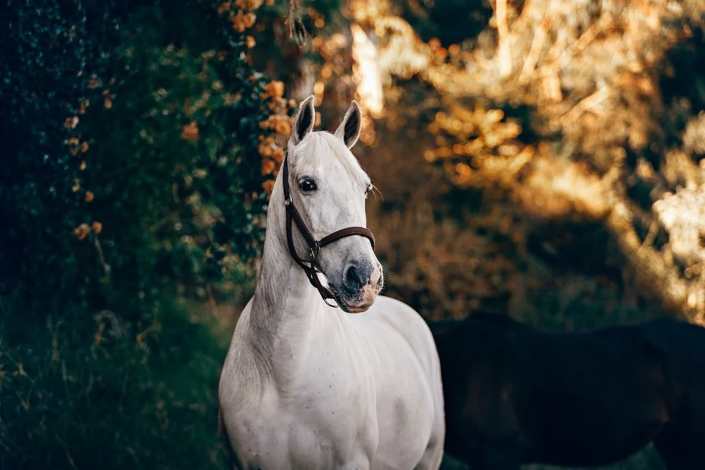 Paint By Numbers | Horse - White Horse Standing Near Plant - Image 2