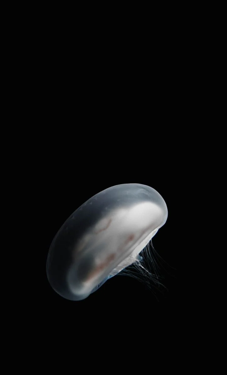 Paint By Numbers | Ōsaka - White Jellyfish