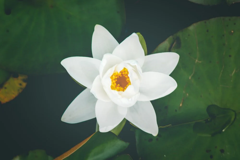 Paint By Numbers | Montréal - White Lily Flower Selective Focus Photography