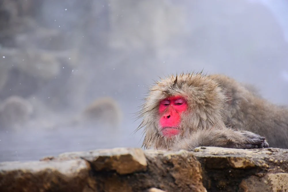 Paint By Numbers | Baboon - White Monkey On Brown Rock