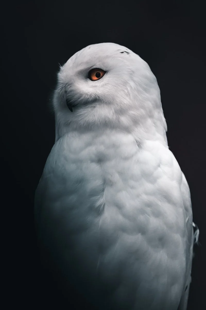 Paint By Numbers | Owl - White Owl