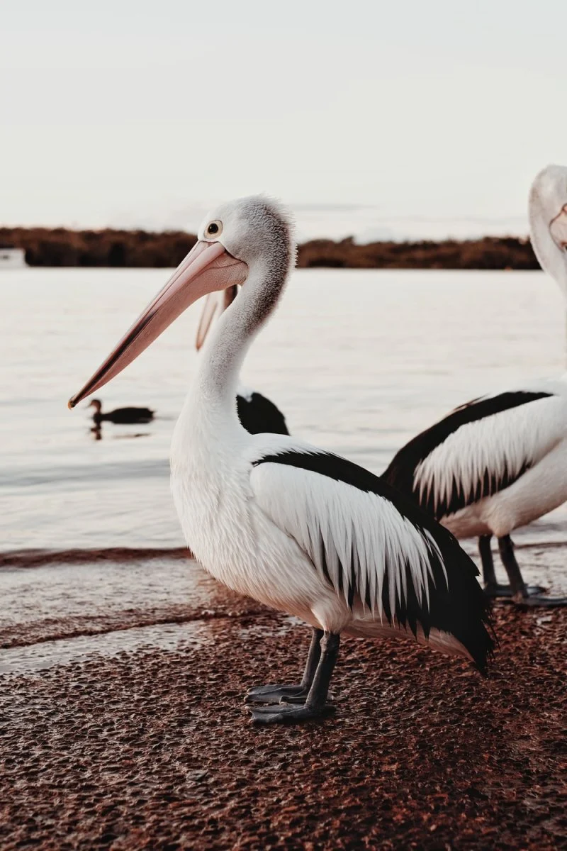 Paint By Numbers | Pelican - White Pelican On Brown Wooden Dock During Daytime