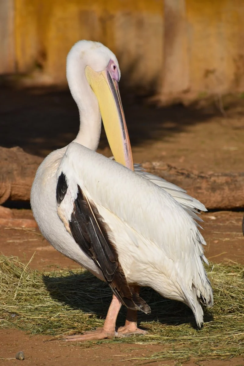 Paint By Numbers | Pelican - White Pelican On Soil