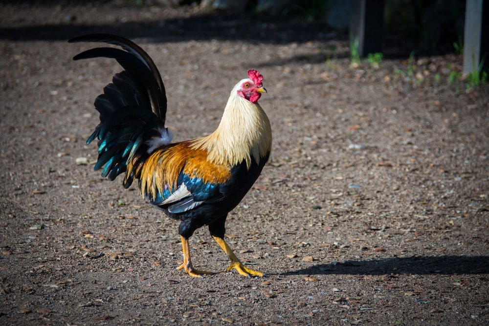 Paint By Numbers | Rooster - White Rooster Standing On Ground