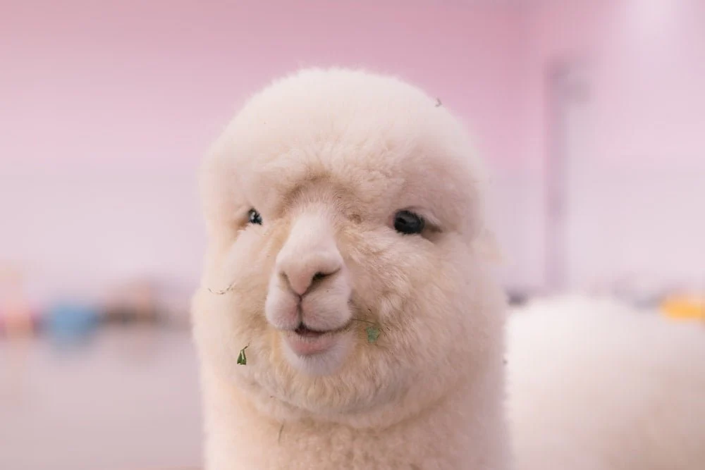 Paint By Numbers | Alpaca - White Sheep In Close Up Photography