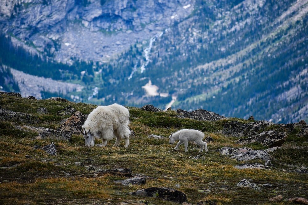 Paint By Numbers | Mountain Goat - White Sheep On Green Grass Field During Daytime