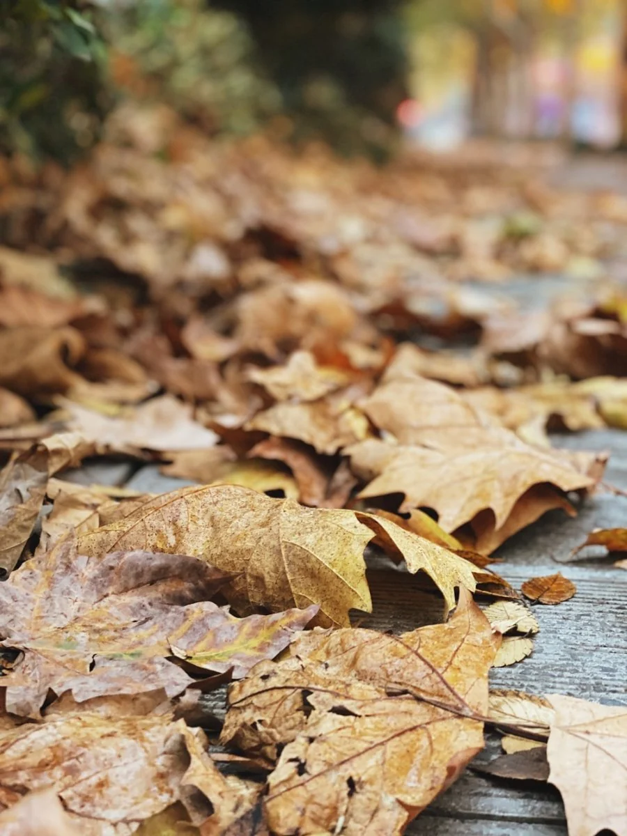 Paint By Numbers | Hangzhou - Withered Leaves On Gray Surface