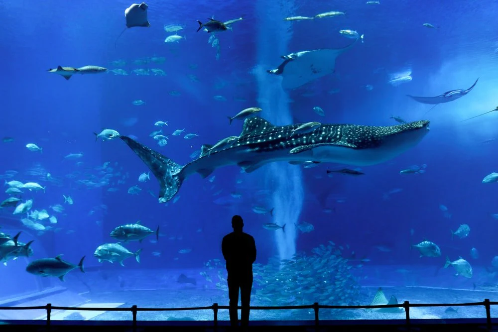 Paint By Numbers | Blue Whale - Woman Standing In Front Of Fish Tank