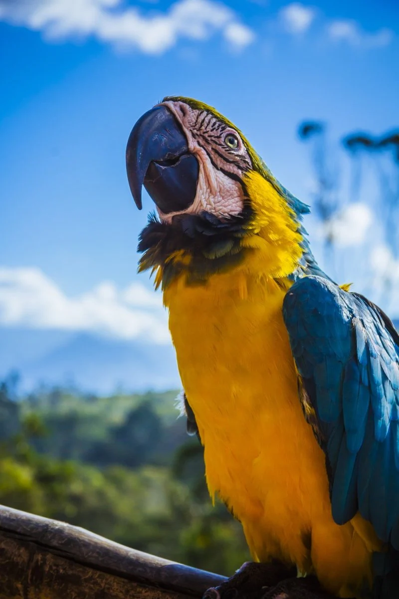 Paint By Numbers | Parrot - Yellow And Blue Parrot Perched On Wood