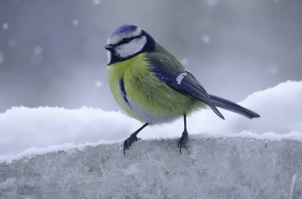 Paint By Numbers | Bird - Yellow And Green Bird