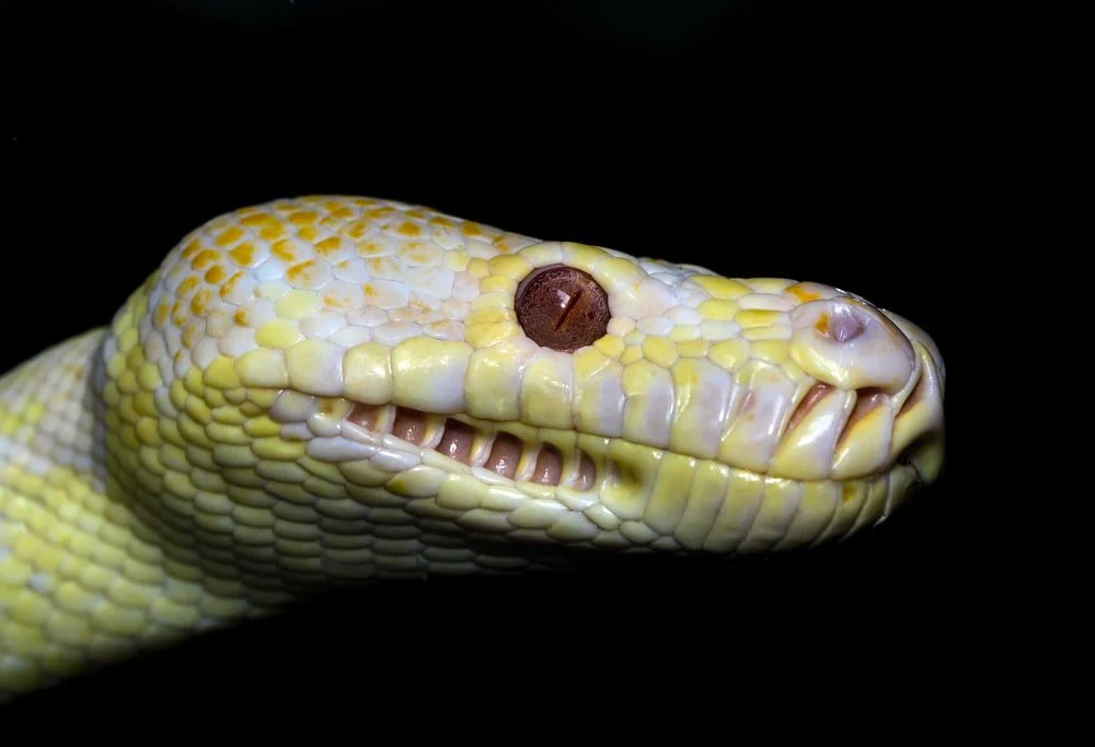 Paint By Numbers | Anaconda - Yellow And White Snake On Black Background