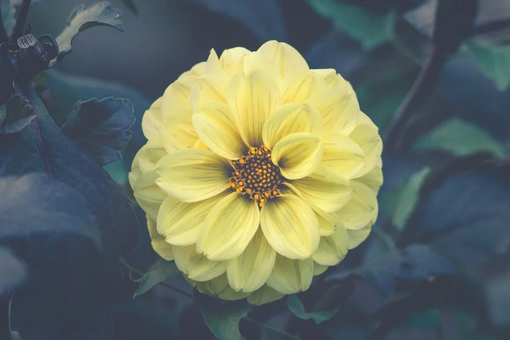 Paint By Numbers | Montréal - Yellow Dahlia