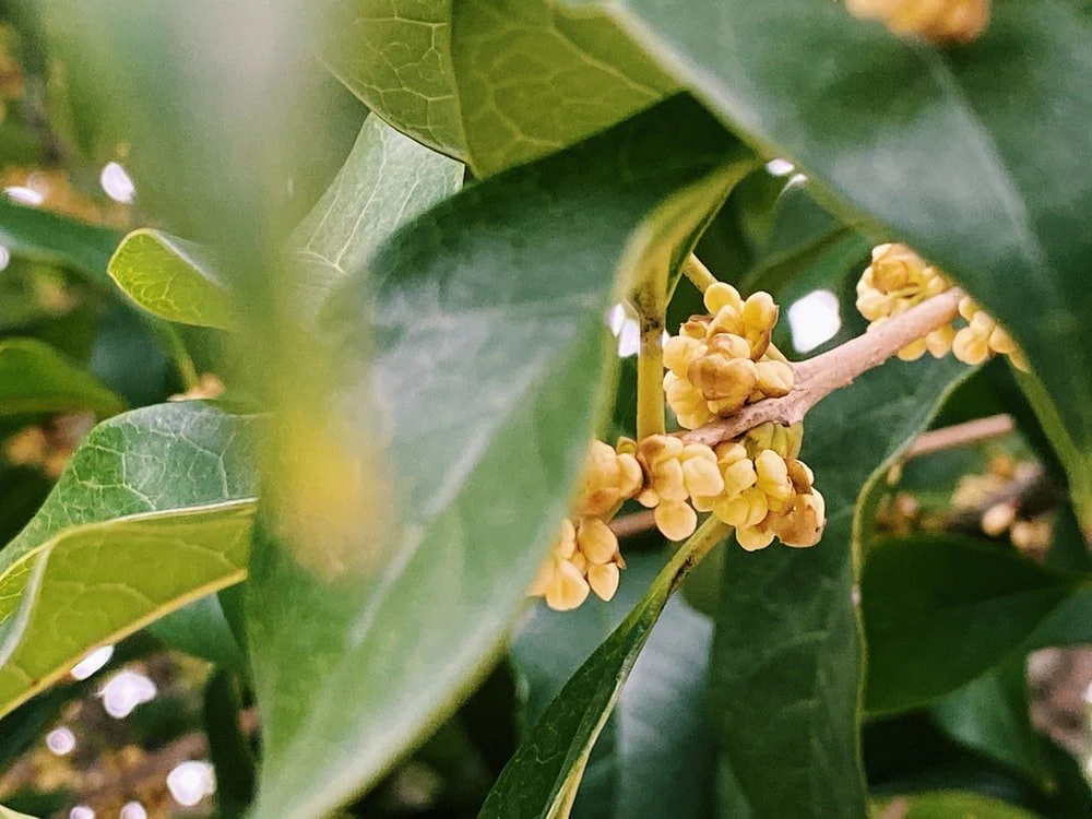 Paint By Numbers | Hangzhou - Yellow Flower Buds