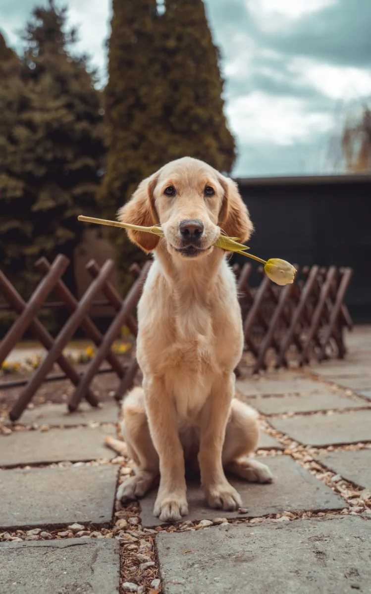 Paint By Numbers | Dog - Yellow Labrador Retriever Biting Yellow Tulip Flower