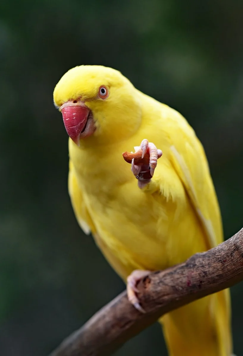 Paint By Numbers | Parrot - Yellow Parakeet On Tree String