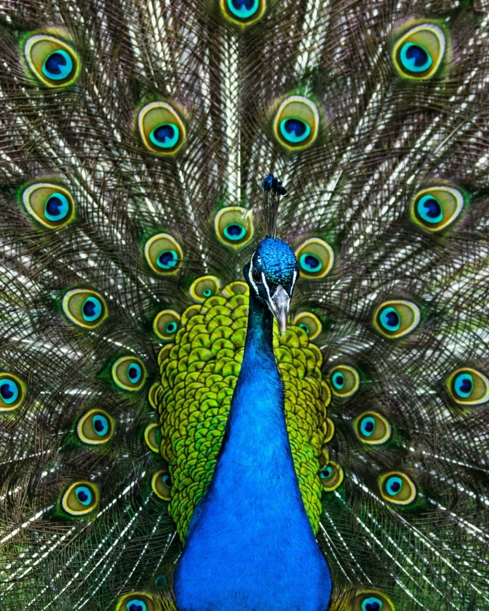 Paint By Numbers | Peacock - Yellow Peacock Close-Up Photo