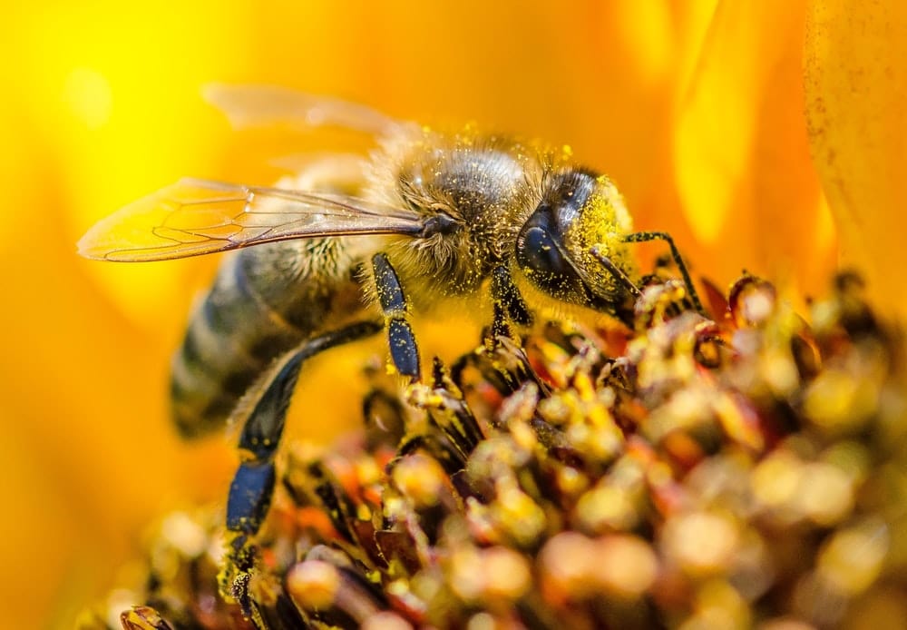 Paint By Numbers | Yellow Wasp